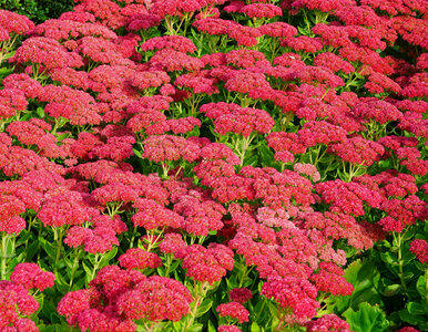 Miniatura: Będzie kwitł jak szalony do końca...