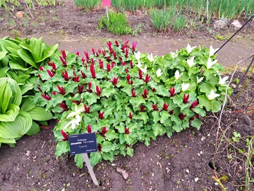 Ogród Botaniczny Uniwersytetu Warszawskiego w Warszawie 