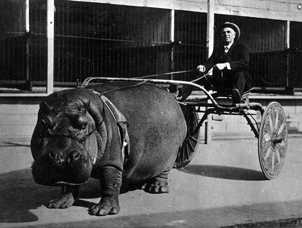 Hipopotam w cyrku, 1924 (fot. boredpanda.com)