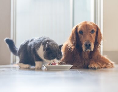 Miniatura: Ceny w sklepach rosną wolniej. Ucieszą się...