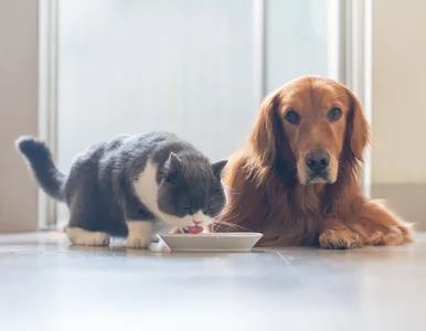 Miniatura: Ceny w sklepach rosną wolniej. Ucieszą się...