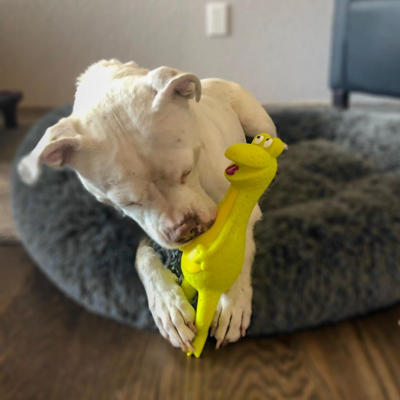 Miniatura: Poznajcie Daenerys – psa o trudnej historii