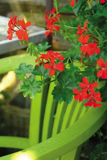 Pelargonie 