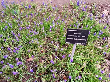 Ogród Botaniczny Uniwersytetu Warszawskiego w Warszawie 