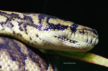 PYTON ROMBOWY- Morelia spilota