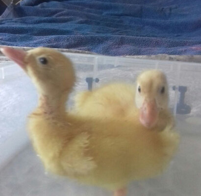 Miniatura: 29-latka kupiła jajka w supermarkecie....