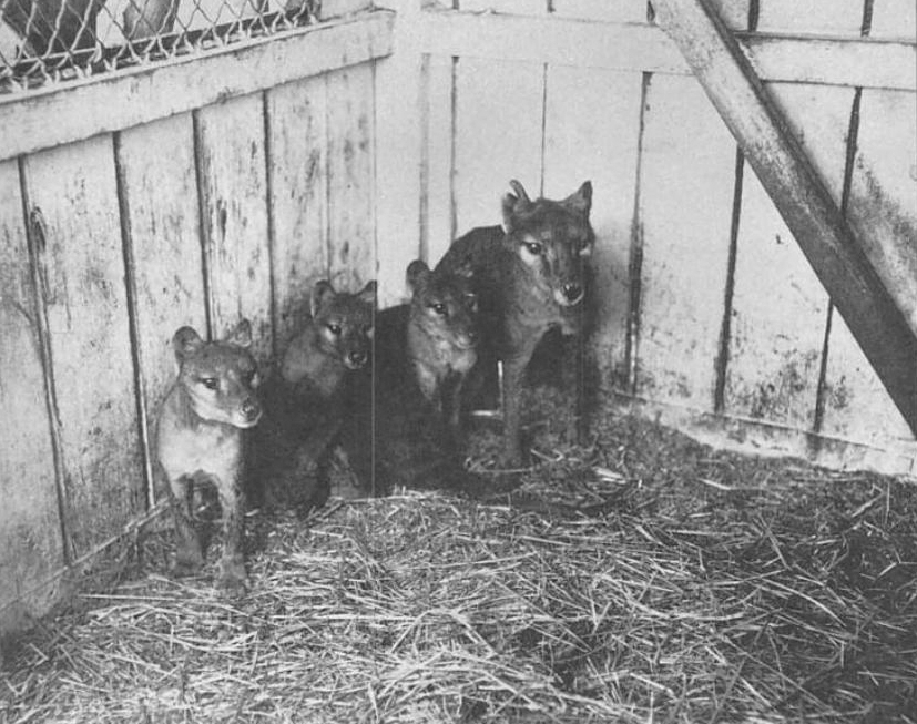 Rodzina wilkoworów tasmańskich w zoo w Hobart (1909 rok) 