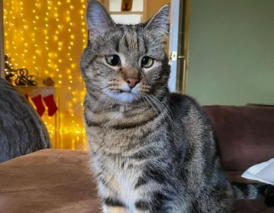 Miniatura: Nietypowe oczy to jej atut. Ta kotka...