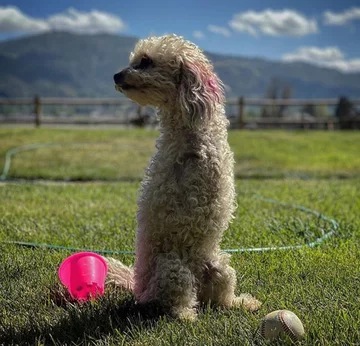 Piesek o imieniu Cora 