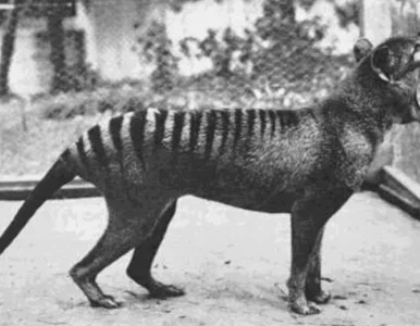 Miniatura: Unikatowe nagranie z tygrysem tasmańskim....