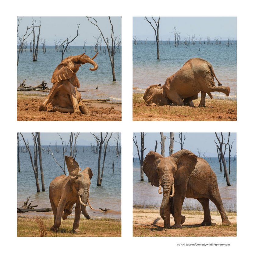 Finaliści konkursu Comedy Wildlife Photo Awards 2021 