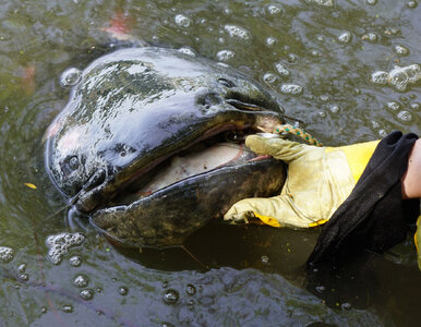 Miniatura: Wędkarz złowił w Odrze gigantycznego suma....