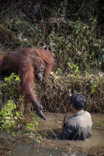 Pomocny orangutan uwieczniony przez Anila Prahbakara 