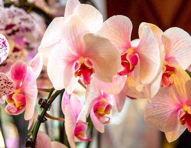 Miniatura: Pokrój w plasterki i włóż do doniczki....