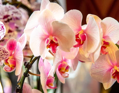 Miniatura: Pokrój w plasterki i włóż do doniczki....