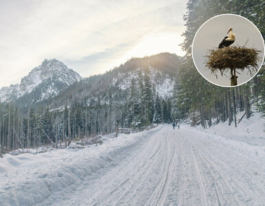 Miniatura: „Śnieg głęboki i grząski”. Zima zaskoczyła...