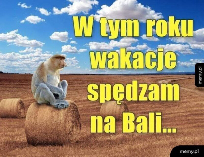 Minęła połowa wakacji. Internauci publikują memy 