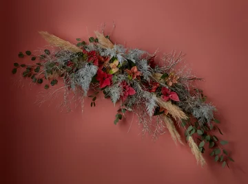 Poinsecja znana także jako gwiazda betlejemska 