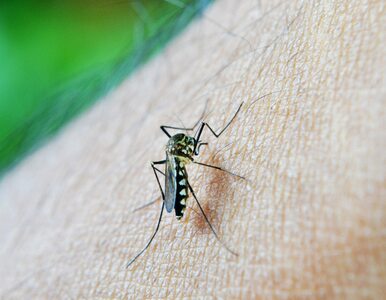 Miniatura: Jak rozpoznać ugryzienie komara i kiedy...