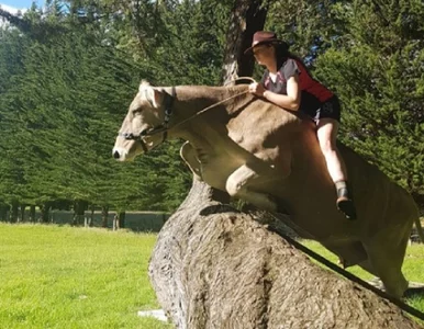 Miniatura: Wytresowała krowę, bo nie miała konia....