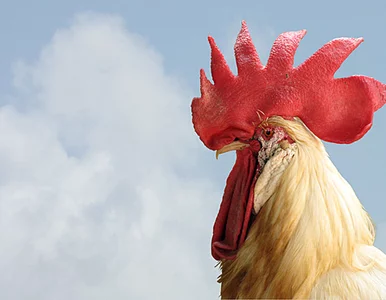 Miniatura: Kogucik, co się ptasiej grypy nie boi