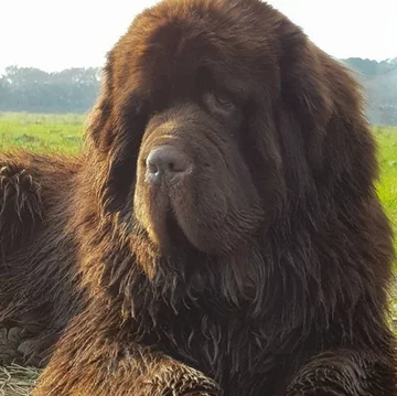 Nowofundlandy w obiektywie włascicieli 