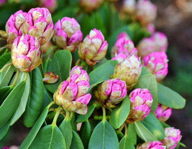 Miniatura: Wsyp jedną szklankę pod krzak. Rododendron...