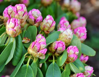 Miniatura: Wsyp jedną szklankę pod krzak. Rododendron...