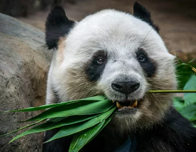 Miniatura: 10 pytań z wiedzy ogólnej. Zdecyduj:...