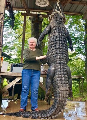 Miniatura: Judy Cochran zabiła aligatora. Ten kilka...