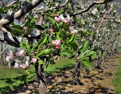 Miniatura: Spryskaj tym drzewka owocowe jeszcze w...