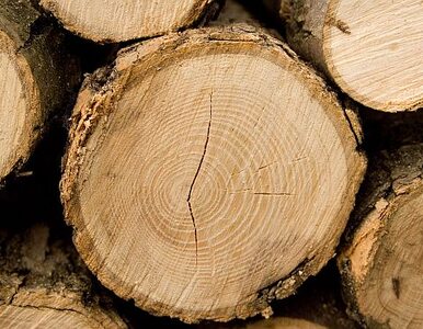 Miniatura: Ceny drewna wzrosną
