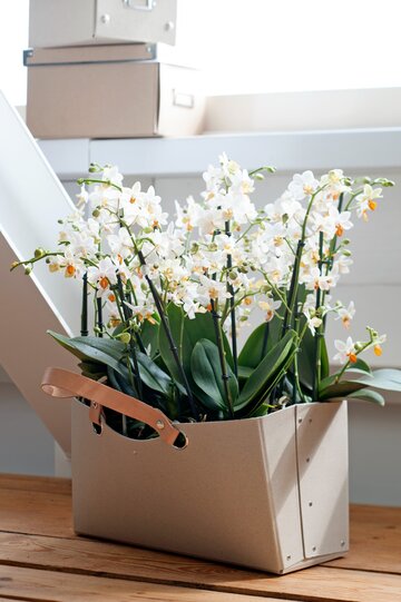 Storczyki Phalaenopsis