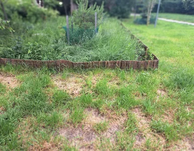 Miniatura: Wylej to na trawnik po zimie. Sąsiedzi...