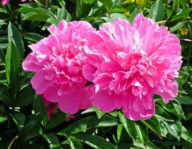 Miniatura: Wystarczy garść obierek, by piwonie...