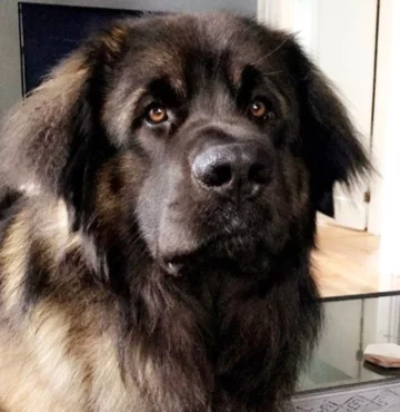 Leonberger Walter 