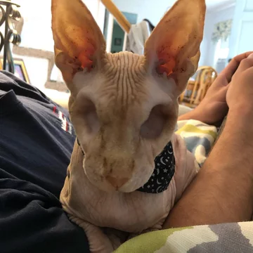 Jasper 
