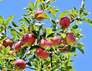Miniatura: Nie kupuj sadzonki! Tak wyhodujesz jabłoń...
