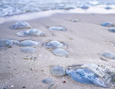 Miniatura: Ostrzeżenia dla turystów. Na wielu plażach...