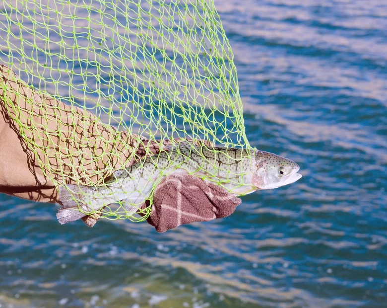 Miniatura: 80 tys. pstrągów wydostało się do morza....