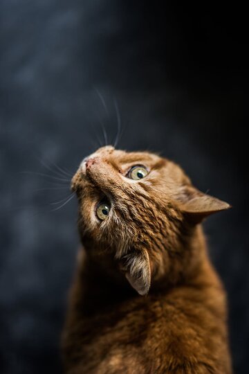 Selective Focus Photography Of&nbsp;Cat
