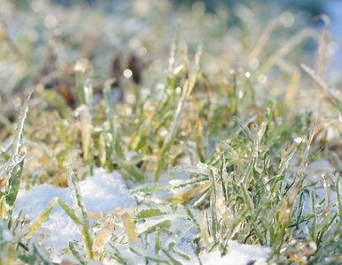 Miniatura: Wsyp to na trawnik w grudniu, a wiosną...