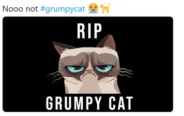 Nieee! Nie Grumpy Cat