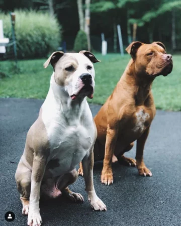 Roman i Spanky 