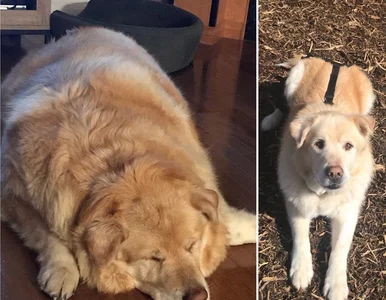 Miniatura: Pies miał 45 kg nadwagi. Tak wygląda po...