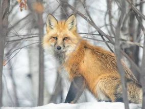 Miniatura: QUIZ. Popularne przysłowia ze zwierzętami....