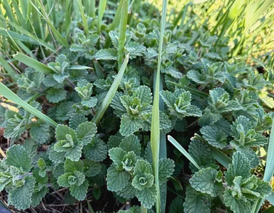 Miniatura: Zrób to do 20 kwietnia. Potem będzie za...