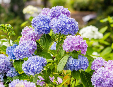 Miniatura: Jednak kromka, szklanka wody i hortensje...