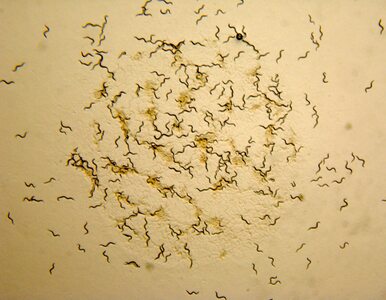 Miniatura: Badania robaków pomagają w znalezieniu...