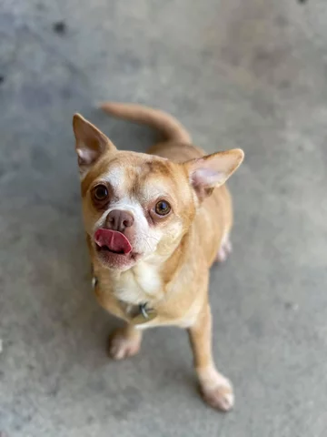 Chihuahua o imieniu Prancer 